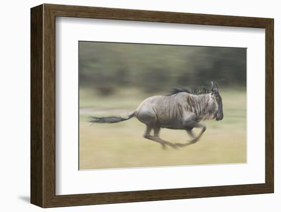 Blue Wildebeest (Connochaetes Taurinus) Running, Masai Mara, Kenya-Wim van den Heever-Framed Photographic Print