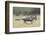 Blue Wildebeest (Connochaetes Taurinus) Running, Masai Mara, Kenya-Wim van den Heever-Framed Photographic Print