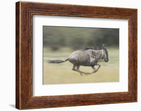 Blue Wildebeest (Connochaetes Taurinus) Running, Masai Mara, Kenya-Wim van den Heever-Framed Photographic Print