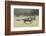 Blue Wildebeest (Connochaetes Taurinus) Running, Masai Mara, Kenya-Wim van den Heever-Framed Photographic Print