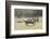 Blue Wildebeest (Connochaetes Taurinus) Running, Masai Mara, Kenya-Wim van den Heever-Framed Photographic Print