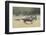 Blue Wildebeest (Connochaetes Taurinus) Running, Masai Mara, Kenya-Wim van den Heever-Framed Photographic Print