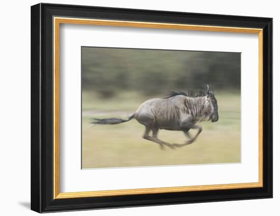 Blue Wildebeest (Connochaetes Taurinus) Running, Masai Mara, Kenya-Wim van den Heever-Framed Photographic Print