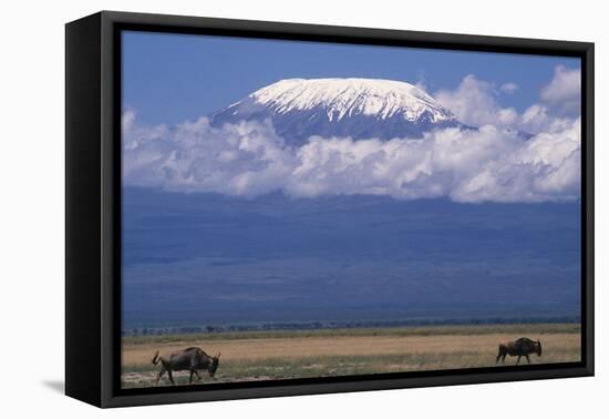 Blue Wildebeest Grazing-DLILLC-Framed Premier Image Canvas