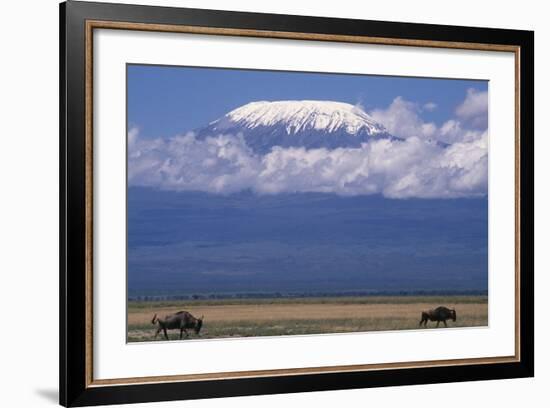 Blue Wildebeest Grazing-DLILLC-Framed Photographic Print