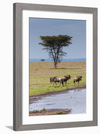 Blue wildebeest, Maasai Mara National Reserve, Kenya-Nico Tondini-Framed Photographic Print