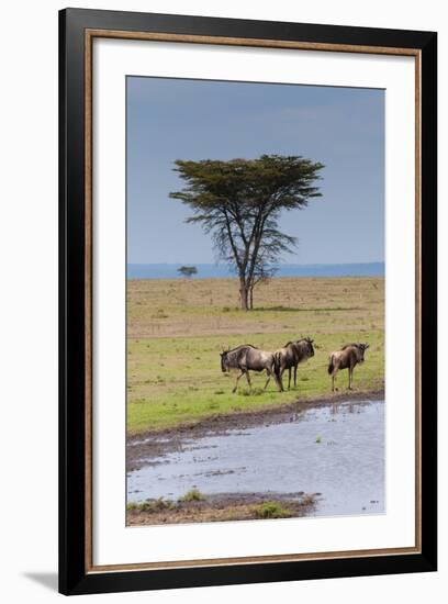 Blue wildebeest, Maasai Mara National Reserve, Kenya-Nico Tondini-Framed Photographic Print