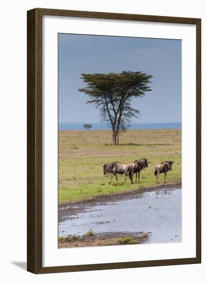 Blue wildebeest, Maasai Mara National Reserve, Kenya-Nico Tondini-Framed Photographic Print