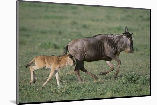 Blue Wildebeest with Her Calf-DLILLC-Mounted Photographic Print