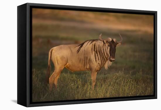Blue Wildebeest-DLILLC-Framed Premier Image Canvas