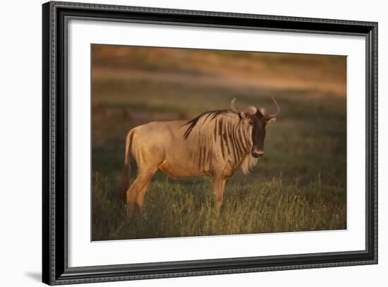 Blue Wildebeest-DLILLC-Framed Photographic Print