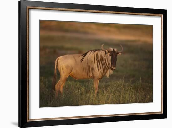 Blue Wildebeest-DLILLC-Framed Photographic Print