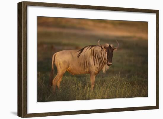 Blue Wildebeest-DLILLC-Framed Photographic Print