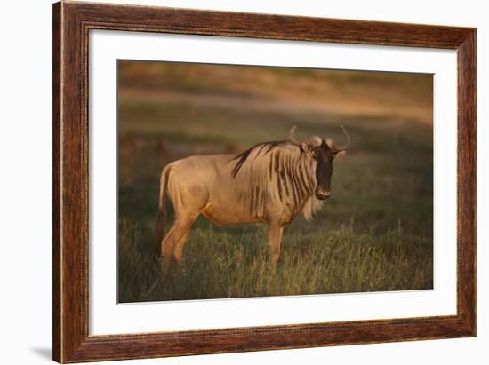 Blue Wildebeest-DLILLC-Framed Photographic Print