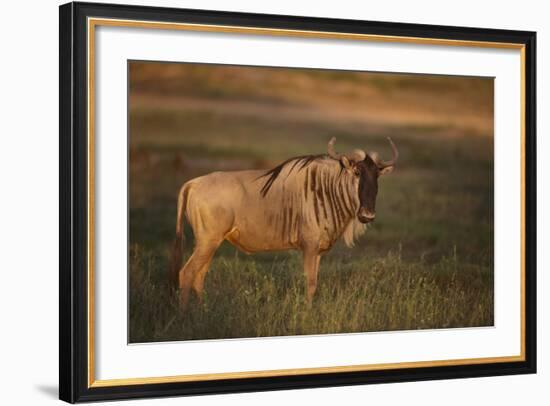 Blue Wildebeest-DLILLC-Framed Photographic Print