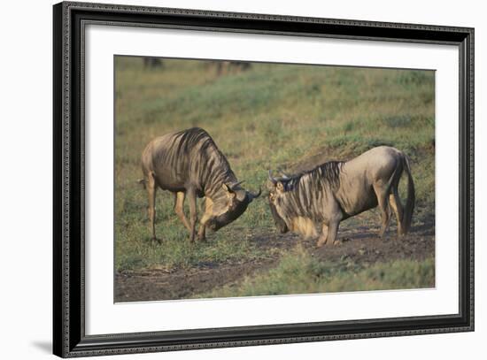 Blue Wildebeests Fighting-DLILLC-Framed Photographic Print