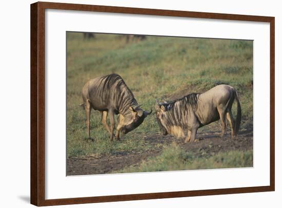 Blue Wildebeests Fighting-DLILLC-Framed Photographic Print