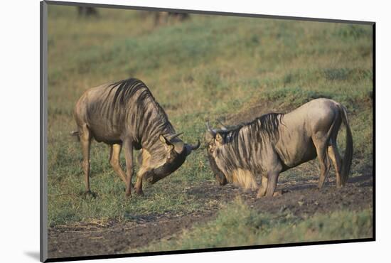 Blue Wildebeests Fighting-DLILLC-Mounted Photographic Print