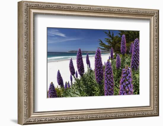 Blue Wildflowers at the Beach, Carmel, California-George Oze-Framed Photographic Print