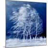 Blue Wind-Philippe Sainte-Laudy-Mounted Premium Photographic Print