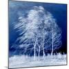 Blue Wind-Philippe Sainte-Laudy-Mounted Photographic Print