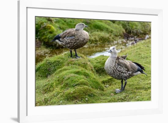 Blue-winged Goose, Cyanochen cyanoptera. Bale Mountains National Park. Ethiopia.-Roger De La Harpe-Framed Premium Photographic Print