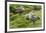 Blue-winged Goose, Cyanochen cyanoptera. Bale Mountains National Park. Ethiopia.-Roger De La Harpe-Framed Premium Photographic Print