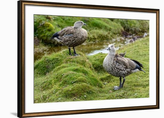 Blue-winged Goose, Cyanochen cyanoptera. Bale Mountains National Park. Ethiopia.-Roger De La Harpe-Framed Premium Photographic Print