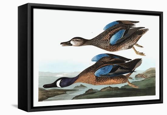 Blue Winged Teal, Anas Discors, from the Birds of America by John J. Audubon, Pub. 1827-38 (Hand Co-John James Audubon-Framed Premier Image Canvas