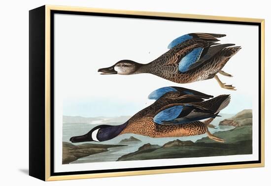 Blue Winged Teal, Anas Discors, from the Birds of America by John J. Audubon, Pub. 1827-38 (Hand Co-John James Audubon-Framed Premier Image Canvas