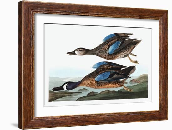 Blue Winged Teal, Anas Discors, from the Birds of America by John J. Audubon, Pub. 1827-38 (Hand Co-John James Audubon-Framed Giclee Print