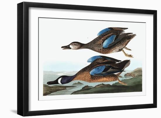 Blue Winged Teal, Anas Discors, from the Birds of America by John J. Audubon, Pub. 1827-38 (Hand Co-John James Audubon-Framed Giclee Print