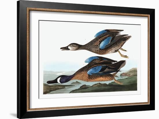 Blue Winged Teal, Anas Discors, from the Birds of America by John J. Audubon, Pub. 1827-38 (Hand Co-John James Audubon-Framed Giclee Print