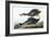 Blue Winged Teal, Anas Discors, from the Birds of America by John J. Audubon, Pub. 1827-38 (Hand Co-John James Audubon-Framed Giclee Print