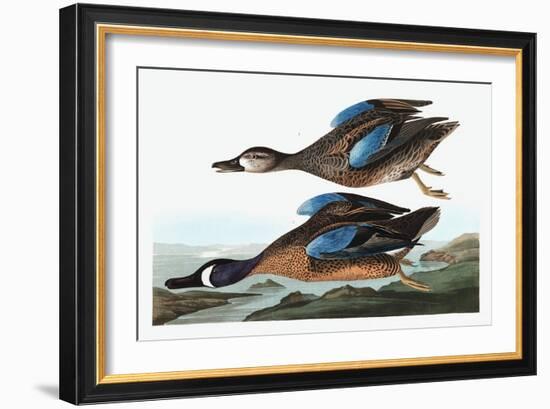 Blue Winged Teal, Anas Discors, from the Birds of America by John J. Audubon, Pub. 1827-38 (Hand Co-John James Audubon-Framed Giclee Print