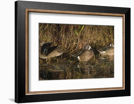 Blue-winged teal, Anas discors, Merritt Island National Wildlife Refuge, Black Point Drive, Florida-Maresa Pryor-Framed Photographic Print