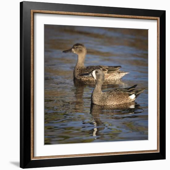 Blue-winged teal, Anas discors, Merritt Island National Wildlife Refuge, Black Point Drive, Florida-Maresa Pryor-Framed Photographic Print