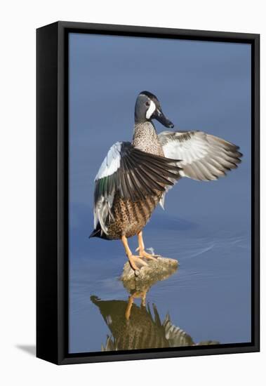 Blue-Winged Teal Drake Flapping it's Wings-Hal Beral-Framed Premier Image Canvas