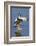 Blue-Winged Teal Drake Flapping it's Wings-Hal Beral-Framed Photographic Print