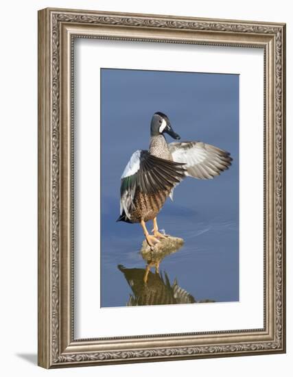 Blue-Winged Teal Drake Flapping it's Wings-Hal Beral-Framed Photographic Print