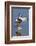 Blue-Winged Teal Drake Flapping it's Wings-Hal Beral-Framed Photographic Print