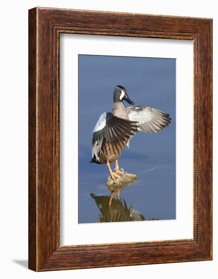 Blue-Winged Teal Drake Flapping it's Wings-Hal Beral-Framed Photographic Print