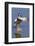 Blue-Winged Teal Drake Flapping it's Wings-Hal Beral-Framed Photographic Print