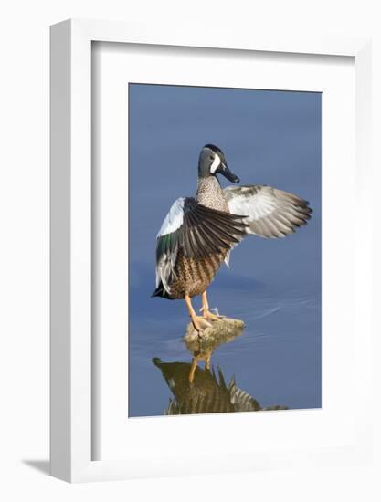 Blue-Winged Teal Drake Flapping it's Wings-Hal Beral-Framed Photographic Print