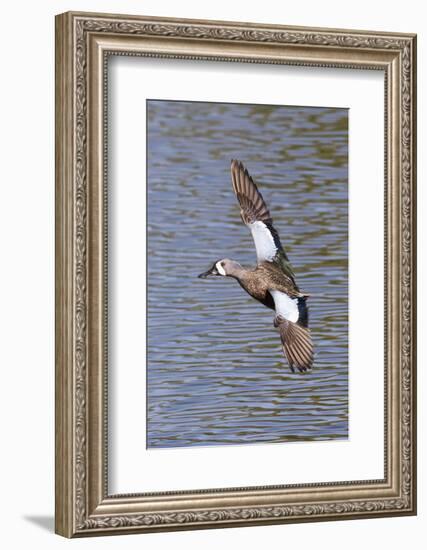 Blue-Winged Teal Drake in Flight-Hal Beral-Framed Photographic Print