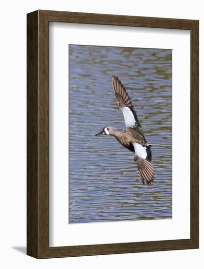 Blue-Winged Teal Drake in Flight-Hal Beral-Framed Photographic Print