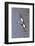 Blue-Winged Teal Drake in Flight-Hal Beral-Framed Photographic Print