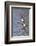 Blue-Winged Teal Drake in Flight-Hal Beral-Framed Photographic Print