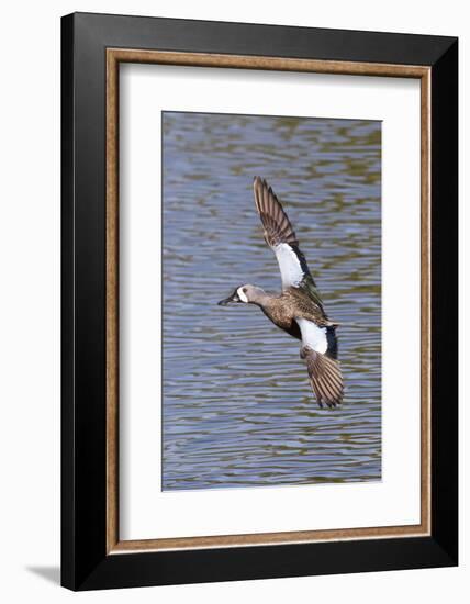 Blue-Winged Teal Drake in Flight-Hal Beral-Framed Photographic Print