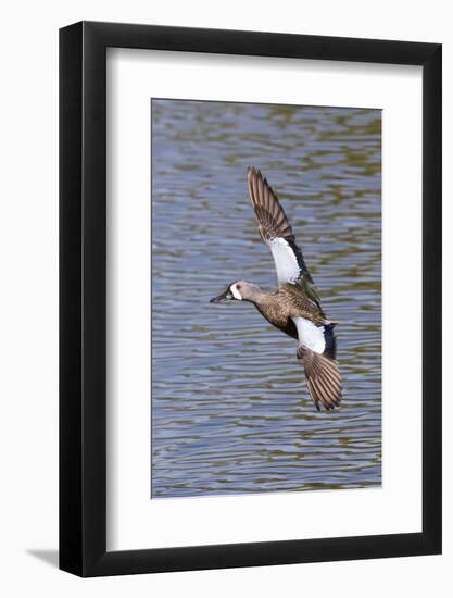 Blue-Winged Teal Drake in Flight-Hal Beral-Framed Photographic Print